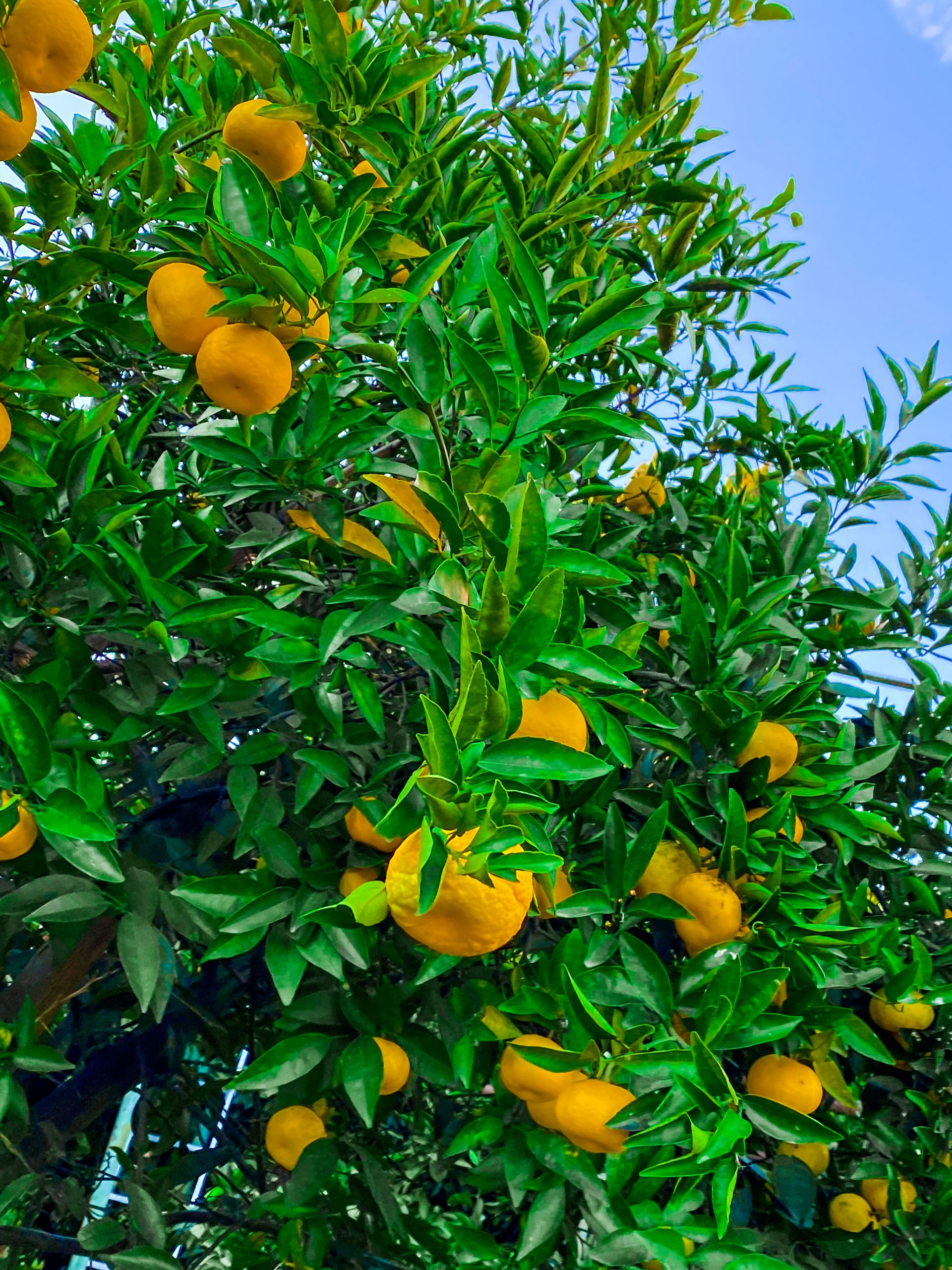 Oranger en fruits, arbre fruitier planté